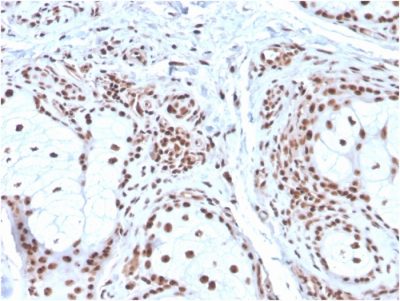 Nucleophosmin Monoclonal Mouse Antibody (NPM1/3286)