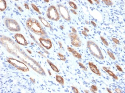 Occludin Monoclonal Mouse Antibody (OCLN/2181)