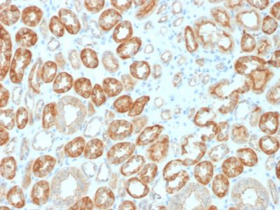Occludin Monoclonal Mouse Antibody (OCLN/2183)