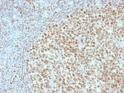 Oct2 Monoclonal Mouse Antibody (OCT2/2136)