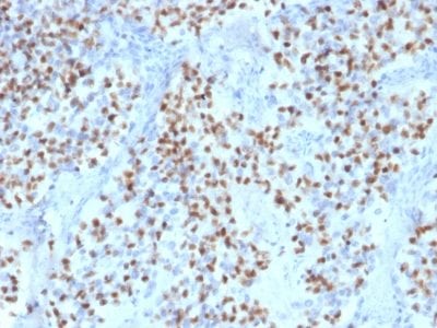 Oct2 Monoclonal Mouse Antibody (OCT2/2136)