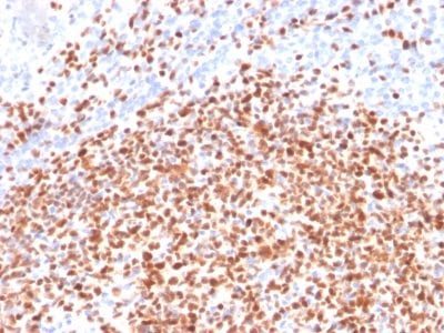 Oct2 Monoclonal Mouse Antibody (OCT2/2137)