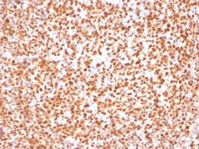 Oct2 Monoclonal Mouse Antibody (OCT2/2137)
