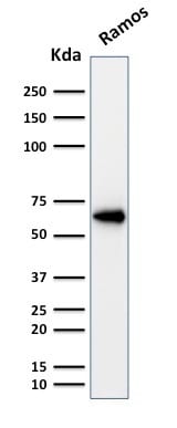 Oct2 Monoclonal Mouse Antibody (OCT2/2137)