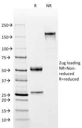Oct2 Monoclonal Mouse Antibody (OCT2/2137)