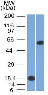 Oct2 Monoclonal Mouse Antibody (OCT2/2137)