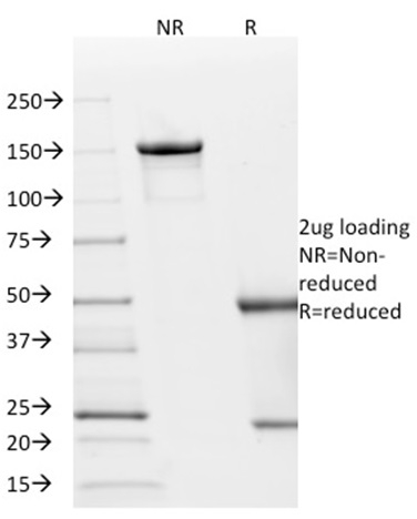 p21 / WAF1 Monoclonal Mouse Antibody (AC8)