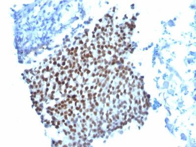 p21 / WAF1 Monoclonal Mouse Antibody (WA-1)