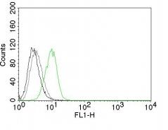 p27 / KIP1 Monoclonal Mouse Antibody (SX53G8)