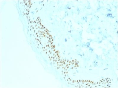 p63 Monoclonal Mouse Antibody (TP63/2428)