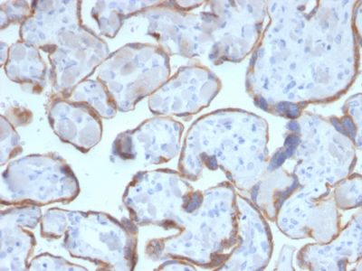 PAPP-A / Pappalysin-1 Monoclonal Mouse Antibody (PAPPA/2716)