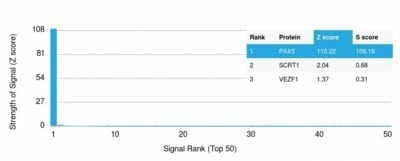 PAX5 / BSAP Monoclonal Mouse Antibody (PCRP-PAX5-1B7)