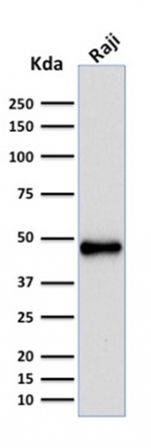 PAX5 / BSAP Recombinant Monoclonal Mouse Antibody (rPAX5/2060)