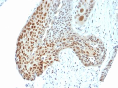 Phospho C-Jun Monoclonal Mouse Antibody (C-J 4C4/1)