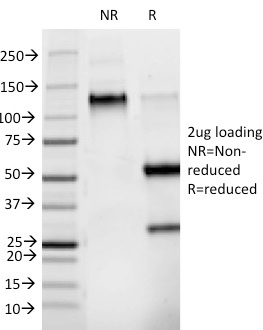 Phosphotyrosine Monoclonal Mouse Antibody (PY265)