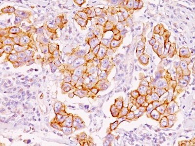 Phosphotyrosine Monoclonal Mouse Antibody (PY793)
