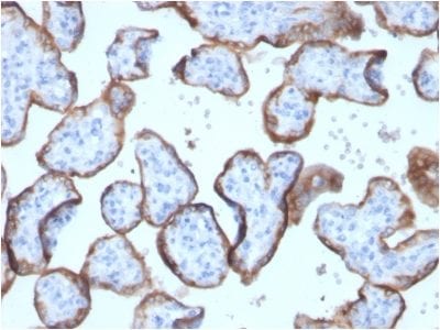 PLAP Recombinant Monoclonal Rabbit Antibody (ALPP/2899R)