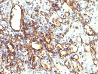 Podocalyxin Monoclonal Mouse Antibody (2A4)