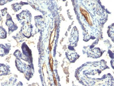 Podocalyxin Monoclonal Mouse Antibody (2A4)