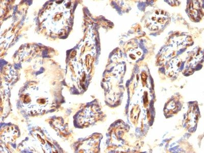 Podocalyxin Monoclonal Mouse Antibody (3D3)