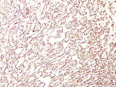 Podocalyxin Monoclonal Mouse Antibody (4F10)