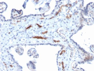 Podocalyxin Monoclonal Mouse Antibody (PODXL/2184)