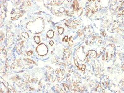 Podocalyxin Monoclonal Mouse Antibody (PODXL/2185)