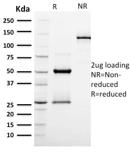 Podocalyxin Monoclonal Mouse Antibody (PODXL/2185)
