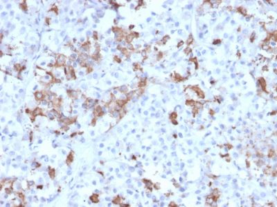 Prolactin Monoclonal Mouse Antibody (PRL/2642)
