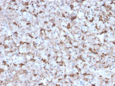 Prolactin Monoclonal Mouse Antibody (PRL/2643)