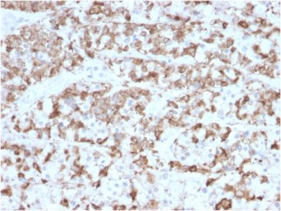 Prolactin Monoclonal Mouse Antibody (PRL/2910)