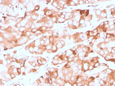 Prolactin Receptor Recombinant Monoclonal Mouse Antibody (rPRLR/742)