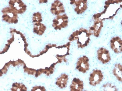 pS2 / pNR-2 / TFF1 Recombinant Monoclonal Mouse Antibody (rTFF1/1091)