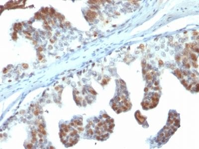 PTEN Monoclonal Mouse Antibody (PTEN/2110)