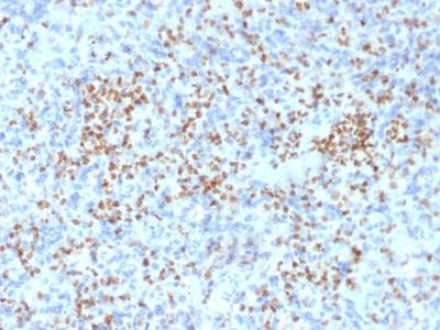 PU.1 Monoclonal Mouse Antibody (PU1/2146)