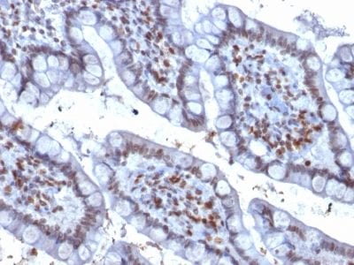 PU.1 Monoclonal Mouse Antibody (PU1/2146)