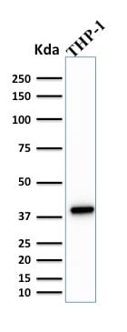 PU.1 Monoclonal Mouse Antibody (PU1/2146)
