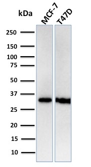 Replication Protein A2 Recombinant Monoclonal Rabbit Antibody (RPA2/3140R)