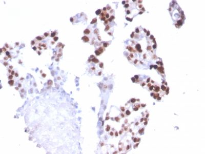 RNA Polymerase II Monoclonal Mouse Antibody (CTD4H8)