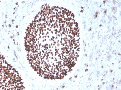 SOX2 Recombinant Monoclonal Mouse Antibody (rSOX2/1791)