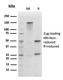 SOX2 Recombinant Monoclonal Mouse Antibody (rSOX2/1792)