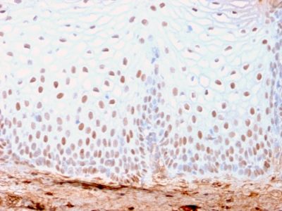 SOX2 Recombinant Monoclonal Rabbit Antibody (SOX2/3169R)