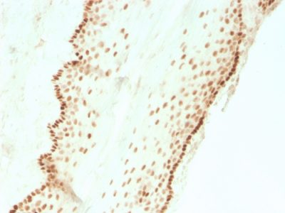 SOX2 Recombinant Monoclonal Rabbit Antibody (SOX2/3811R)