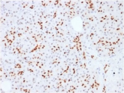 SOX9 / SRY-box 9 Monoclonal Mouse Antibody (SOX9/2387)