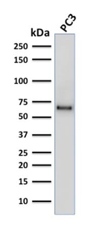 SOX9 / SRY-box 9 Monoclonal Mouse Antibody (SOX9/2387)