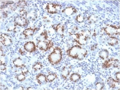 SOX9 / SRY-box 9 Monoclonal Mouse Antibody (SOX9/2387)