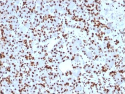 SOX9 / SRY-box 9 Monoclonal Mouse Antibody (SOX9/2398)