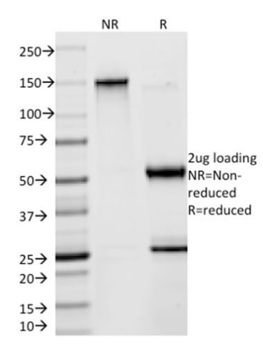 SOX9 / SRY-box 9 Monoclonal Mouse Antibody (SOX9/2398)