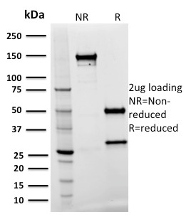 Spastin Monoclonal Mouse Antibody (Sp 3G11-1)