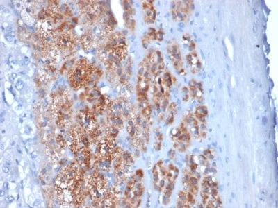 StAR Monoclonal Mouse Antibody (STAR/2154)